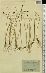 Allium schoenoprasum L., Siberia, Russian Far East (S6) (Russia)