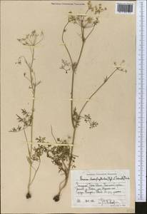Elwendia chaerophylloides (Regel & Schmalh.) Pimenov & Kljuykov, Middle Asia, Western Tian Shan & Karatau (M3) (Uzbekistan)