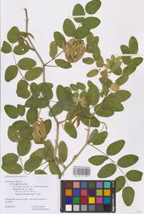 Astragalus glycyphyllos L., Eastern Europe, Central region (E4) (Russia)