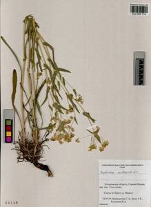 Bupleurum multinerve DC., Siberia, Altai & Sayany Mountains (S2) (Russia)