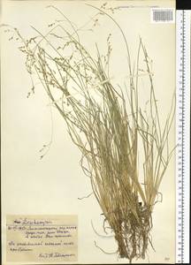 Deschampsia, Siberia, Western Siberia (S1) (Russia)