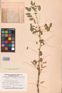 Caragana arborescens Lam., Eastern Europe, North-Western region (E2) (Russia)