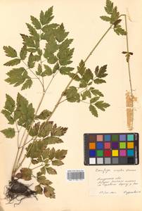 Actaea simplex (DC.) Wormsk. ex Fisch. & C. A. Mey., Siberia, Russian Far East (S6) (Russia)