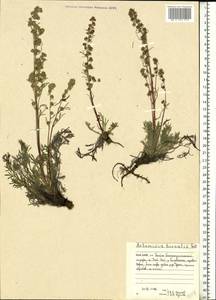 Artemisia borealis Pall., Eastern Europe, Northern region (E1) (Russia)