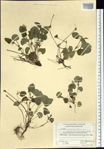 Viola mauritii Tepl., Siberia, Central Siberia (S3) (Russia)