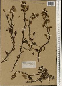 Limonium mucronatum (L. fil.) Chaz., Africa (AFR) (Not classified)