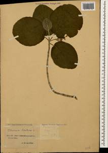 Viburnum lantana L., Caucasus, Stavropol Krai, Karachay-Cherkessia & Kabardino-Balkaria (K1b) (Russia)