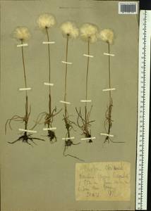 Eriophorum scheuchzeri Hoppe, Siberia, Western Siberia (S1) (Russia)
