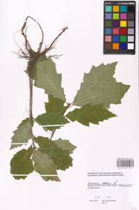 Quercus rubra L., Eastern Europe, Moscow region (E4a) (Russia)