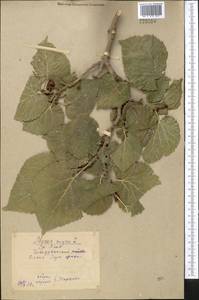 Morus nigra L., Middle Asia, Syr-Darian deserts & Kyzylkum (M7) (Uzbekistan)