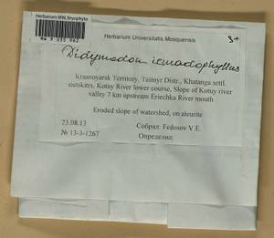 Didymodon icmadophilus (Schimp. ex Müll. Hal.) K. Saito, Bryophytes, Bryophytes - Krasnoyarsk Krai, Tyva & Khakassia (B17) (Russia)