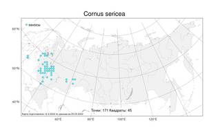 Cornus sericea L., Atlas of the Russian Flora (FLORUS) (Russia)