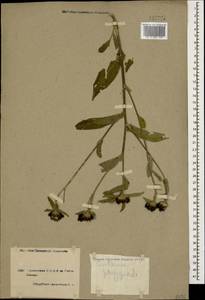 Centaurea phrygia subsp. abbreviata (C. Koch) Dostál, Caucasus, Armenia (K5) (Armenia)
