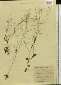 Arabidopsis arenosa subsp. arenosa, Eastern Europe, Eastern region (E10) (Russia)