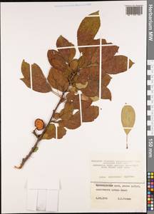 Malus orientalis Uglitzk., Caucasus, Krasnodar Krai & Adygea (K1a) (Russia)