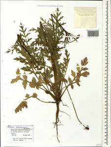 Papaver dubium subsp. stevenianum (Mikheev) Kubát & Å, Caucasus, Stavropol Krai, Karachay-Cherkessia & Kabardino-Balkaria (K1b) (Russia)