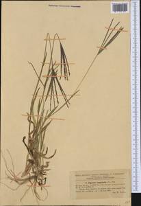 Digitaria sanguinalis (L.) Scop., Western Europe (EUR) (Romania)