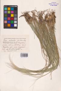 Stipa zalesskii Wilensky, Eastern Europe, Lower Volga region (E9) (Russia)