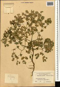 Euphorbia taurinensis All., Caucasus, Black Sea Shore (from Novorossiysk to Adler) (K3) (Russia)
