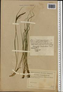 Carex nigra (L.) Reichard, Eastern Europe (no precise locality) (E0) (Russia)