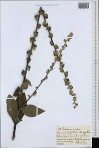 Verbascum sinuatum L., Africa (AFR) (Ethiopia)