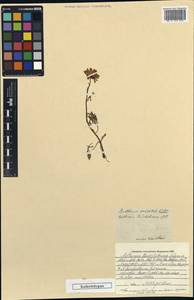 Archanthemis marschalliana subsp. marschalliana, Unclassified