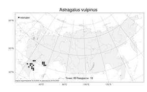 Astragalus vulpinus Willd., Atlas of the Russian Flora (FLORUS) (Russia)