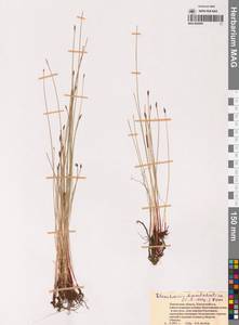 Eleocharis kamtschatica (C.A.Mey.) Kom., Siberia, Chukotka & Kamchatka (S7) (Russia)