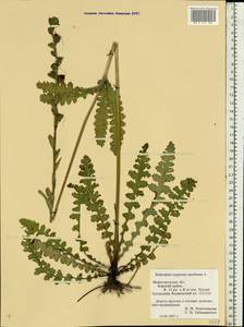 Pedicularis sceptrum-carolinum L., Eastern Europe, Volga-Kama region (E7) (Russia)