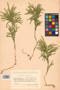 Dendrolycopodium obscurum (L.) A. Haines, Siberia, Russian Far East (S6) (Russia)