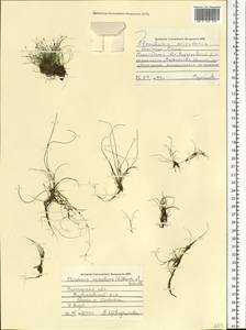 Eleocharis acicularis (L.) Roem. & Schult., Eastern Europe, Northern region (E1) (Russia)