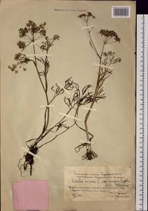Cicuta virosa L., Siberia, Western Siberia (S1) (Russia)
