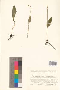 Ophioglossum vulgatum L., Eastern Europe, Lower Volga region (E9) (Russia)