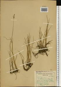 Juncus gerardii Loisel., Eastern Europe, Northern region (E1) (Russia)
