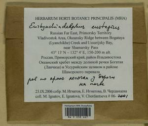 Eurhynchiadelphus eustegia (Besch.) Ignatov & Huttunen, Bryophytes, Bryophytes - Russian Far East (excl. Chukotka & Kamchatka) (B20) (Russia)