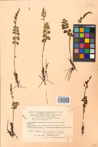 Botrychium lunaria (L.) Sw., Siberia, Chukotka & Kamchatka (S7) (Russia)