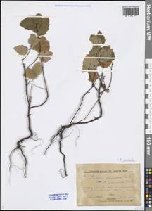 Betula pendula Roth, Eastern Europe, Lower Volga region (E9) (Russia)