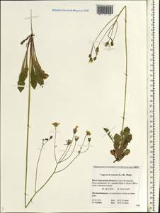Crepis sancta subsp. sancta, Eastern Europe, Lower Volga region (E9) (Russia)