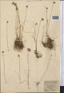 Allium tenuicaule Regel, Middle Asia, Pamir & Pamiro-Alai (M2) (Tajikistan)