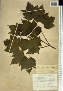 Acer ukurunduense Trautv. & C. A. Mey., Siberia, Russian Far East (S6) (Russia)