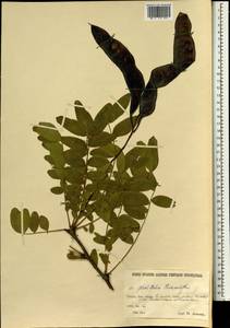 Gleditsia triacanthos L., South Asia, South Asia (Asia outside ex-Soviet states and Mongolia) (ASIA) (Iran)