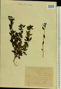 Chamaecytisus ruthenicus (Fisch. ex Woł.) Klásk., Eastern Europe, Belarus (E3a) (Belarus)