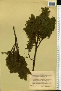 Juniperus communis L., Eastern Europe, Northern region (E1) (Russia)