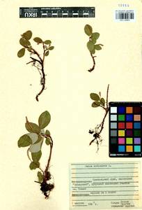 Salix reticulata, Siberia, Central Siberia (S3) (Russia)