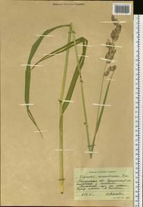 Phalaris arundinacea L., Siberia, Western Siberia (S1) (Russia)