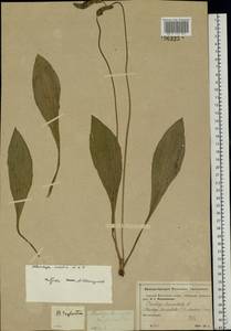 Plantago media L., Eastern Europe, Moscow region (E4a) (Russia)