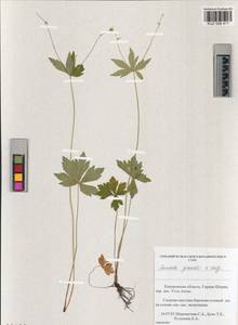 Sanicula giraldii H. Wolff, Siberia, Altai & Sayany Mountains (S2) (Russia)