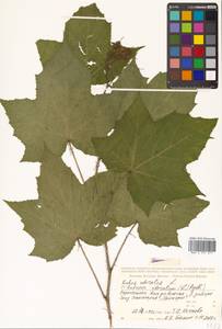 Rubus odoratus L., Siberia, Russian Far East (S6) (Russia)