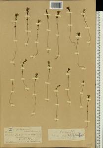 Euphrasia ×vernalis List, Eastern Europe, Central forest region (E5) (Russia)