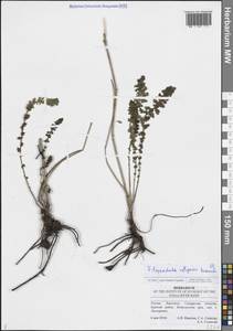 Filipendula vulgaris Moench, Eastern Europe, Middle Volga region (E8) (Russia)